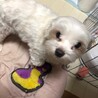 小柄な1歳マルチーズ！ソルトくん サムネイル6