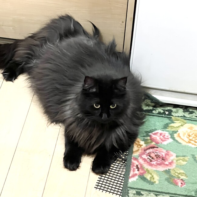 江戸川34のカバー写真