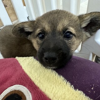 雑種の女の子黒豆ちゃん（３ヶ月前後）