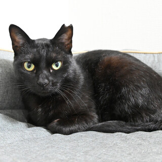 おはぎ：なでなでが大好き！