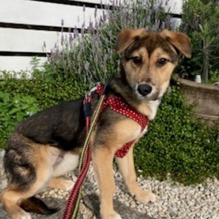 香川県からやってきたビーグル似のアムロ君！