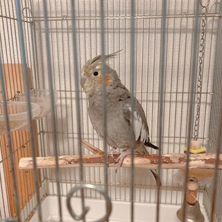 1歳半のオカメインコ(ノーマル♀)の里親募集