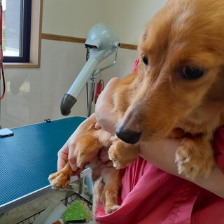 ダックスの女の子　5才