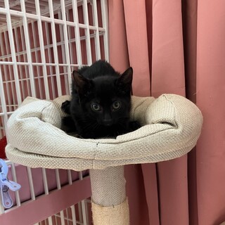 可愛い黒猫2ヶ月