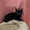 可愛い黒猫2ヶ月 サムネイル2