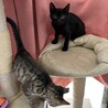可愛い黒猫2ヶ月 サムネイル4