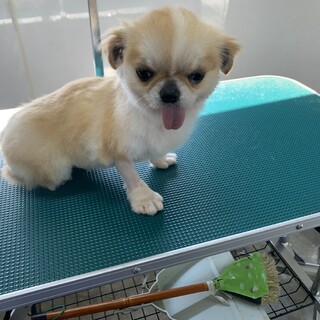 チワワ の女の子♪