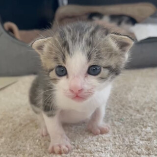 生後3週間よちよち赤ちゃん猫キジ白男の子