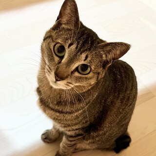 大人しく一緒に暮らしやすい大人猫ちゃん