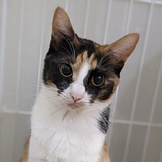 【5/14東日本橋】そっと側にいるよ♡コウガちゃん