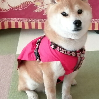 お散歩大好き！穏やかなシニア柴女子小梅