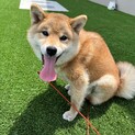人懐っこい柴犬ちゃん、すず