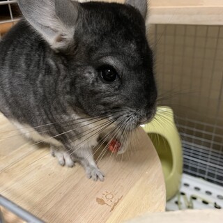 里親募集中です