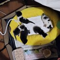 募集再開！ママがお外で一生懸命子育てした子猫5匹