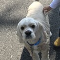 とても懐っこいわんちゃんです