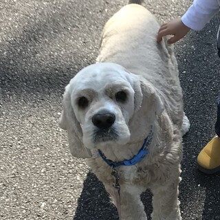 とても懐っこいわんちゃんです