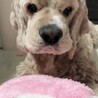 とても懐っこいわんちゃんです サムネイル3