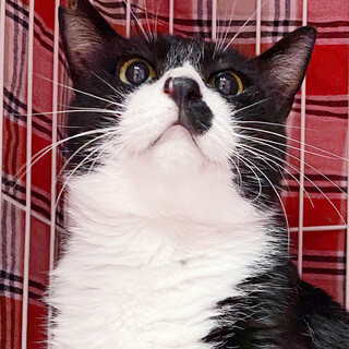 ちょっぴりシャイな黒白「パン」くん！