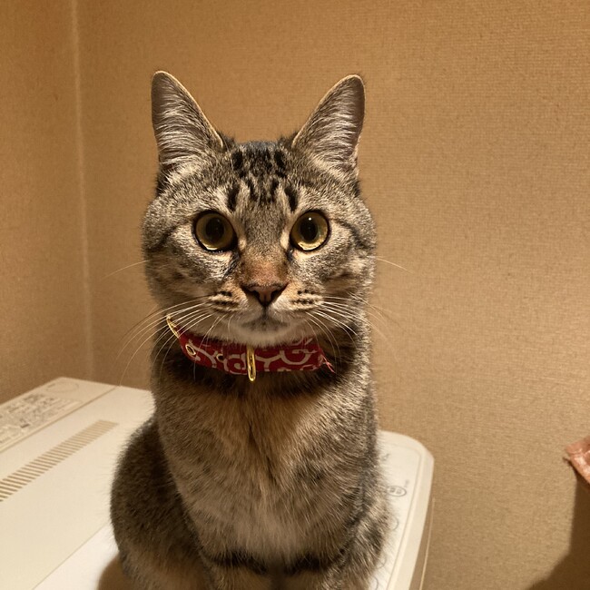 696のカバー写真