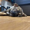 初めての長旅で爆眠中‼️