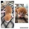 茶白ちゃん ｵｽﾒｽ区別はまだ分かりません