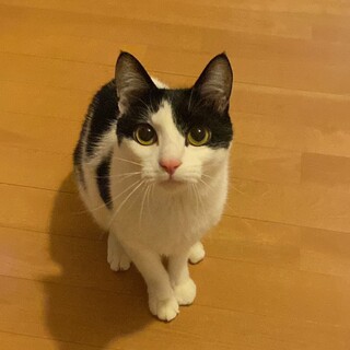 7/23さいたま市譲渡会オスのふく君