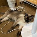 2歳10ヶ月　シャム系　人馴れしました　ポテトくん