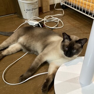 2歳10ヶ月　シャム系　人馴れしました　ポテトくん