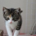 めちゃ可愛みけこねこ姉妹