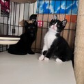 慣れ慣れハチワレ子猫と黒子猫兄弟