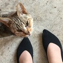 会社倉庫に住んでいた子猫ちゃん