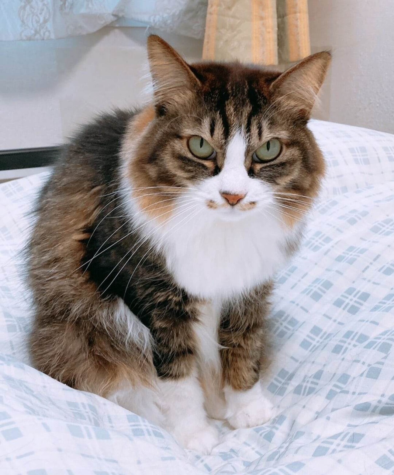 長毛三毛猫」埼玉県 - 猫の里親募集(454947) 1枚目の画像 :: ペットの