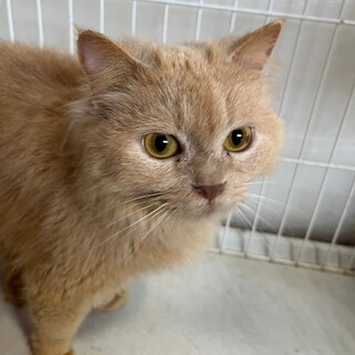 甘えん坊の長毛ガール☆つくね