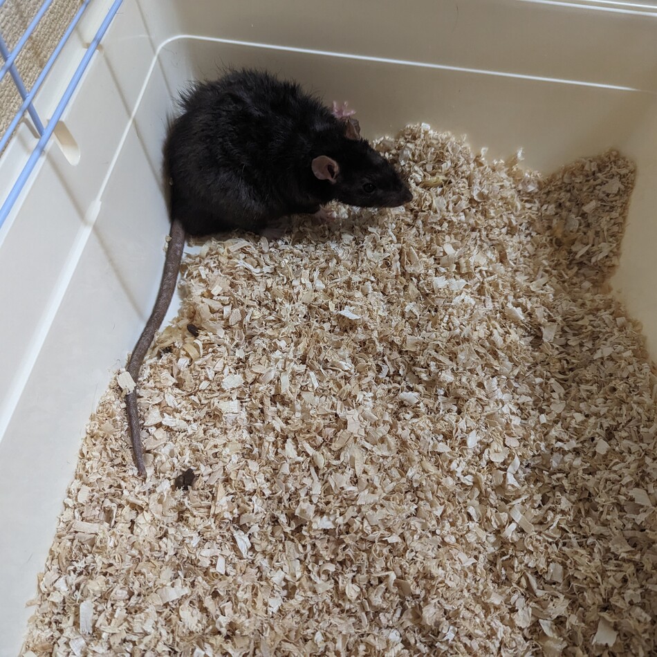 やくものカバー写真