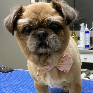 保健所レスキュー♀パグ系mix風・楓ちゃん