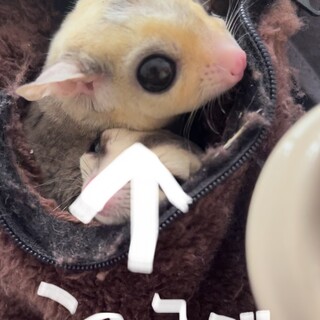 フクロモモンガ男の子