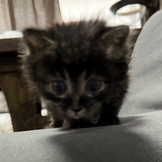 ロングコートの美人さん♡たつきちゃん