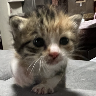 甘えんぼうのかわいこちゃん♡あのちゃん