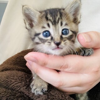 【かわいい】キジトラの子猫♀【かしこい】