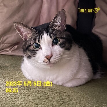 ニャンちゅう、5歳！！
