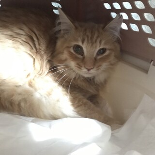 ５月１３日　譲渡会茶トラ　長毛