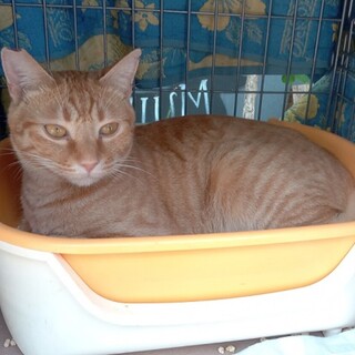 茶トラ男子（1匹飼い希望）