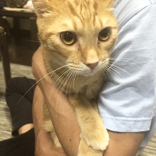 イケメン茶トラのタロくん♂