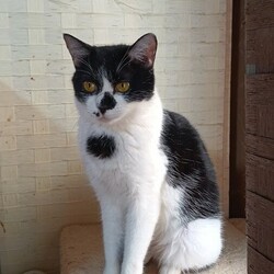 茨城、つくばみらい猫の里親会 サムネイル3