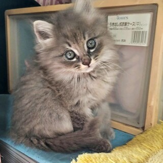 5/14高田馬場★シルバくん★やんちゃ男子