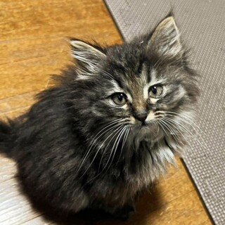 5/14高田馬場★もこくん★ふわふわもこもこ男子