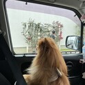 ポメラニアン