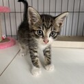 すばしっこいやんちゃ君(*´ω`*)