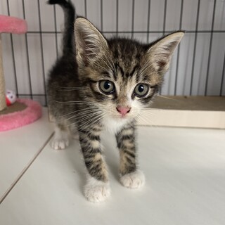 すばしっこいやんちゃ君(*´ω`*)