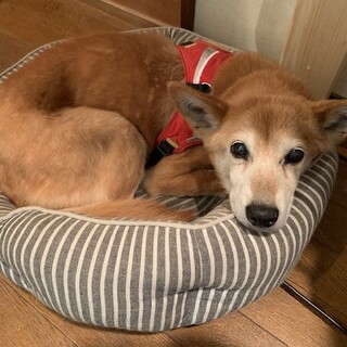 「はな」女の子